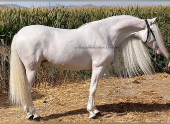 PRE Blandning, Valack, 8 år, 162 cm, Vit