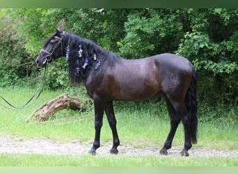 PRE Blandning, Valack, 8 år, 164 cm, Svart