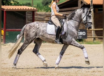 PRE Blandning, Valack, 8 år, 167 cm, Grå