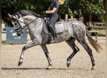 PRE Blandning, Valack, 8 år, 167 cm, Grå