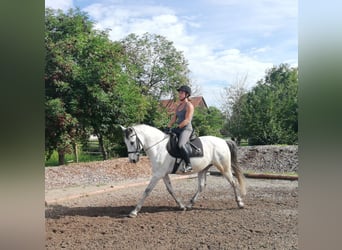 PRE Blandning, Valack, 9 år, 155 cm, Gråskimmel