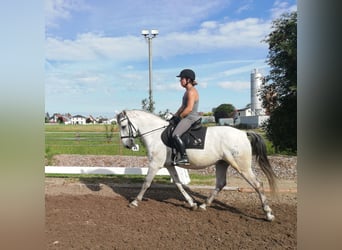 PRE Blandning, Valack, 9 år, 155 cm, Gråskimmel