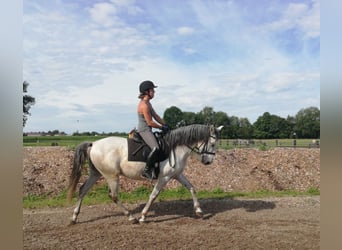 PRE Blandning, Valack, 9 år, 155 cm, Gråskimmel