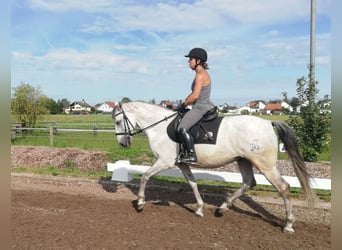 PRE Blandning, Valack, 9 år, 155 cm, Gråskimmel