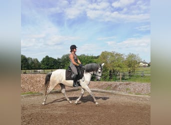 PRE Blandning, Valack, 9 år, 155 cm, Gråskimmel