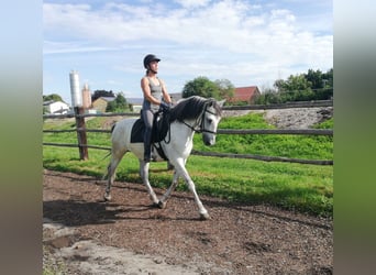 PRE Blandning, Valack, 9 år, 155 cm, Gråskimmel