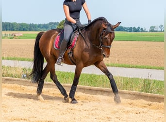 PRE, Wałach, 10 lat, 155 cm, Ciemnogniada