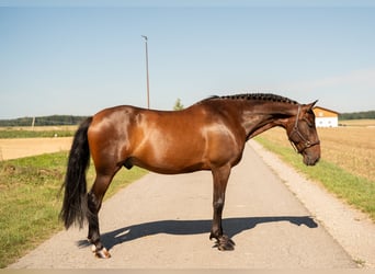 PRE, Wałach, 10 lat, 155 cm, Ciemnogniada