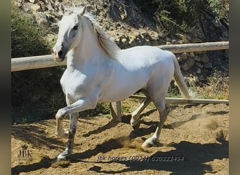 PRE Mix, Wałach, 10 lat, 158 cm, Siwa