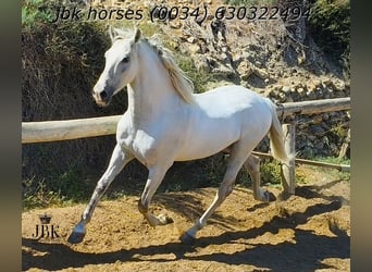 PRE, Wałach, 10 lat, 158 cm, Siwa