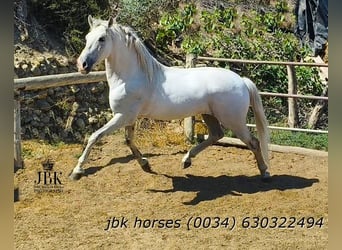 PRE, Wałach, 10 lat, 158 cm, Siwa