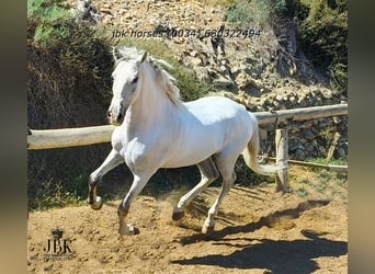 PRE, Wałach, 10 lat, 158 cm, Siwa