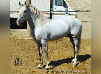 PRE, Wałach, 10 lat, 158 cm, Siwa