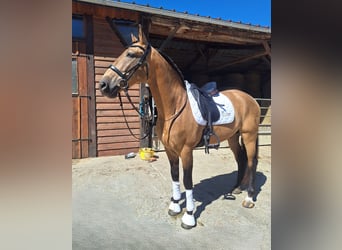 PRE Mix, Wałach, 10 lat, 160 cm, Bułana