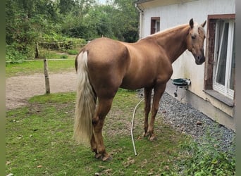 PRE, Wałach, 10 lat, 160 cm, Izabelowata