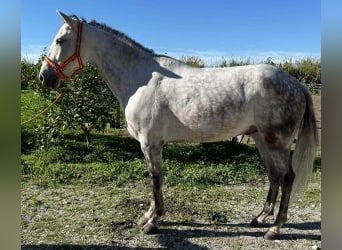 PRE Mix, Wałach, 10 lat, 162 cm, Siwa