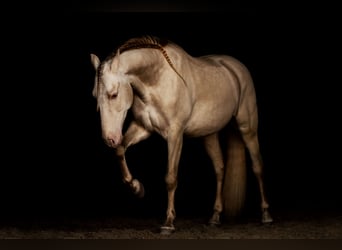 PRE Mix, Wałach, 10 lat, 165 cm, Cremello