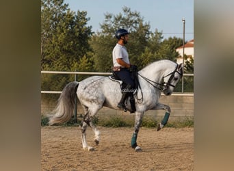 PRE Mix, Wałach, 10 lat, 165 cm, Siwa