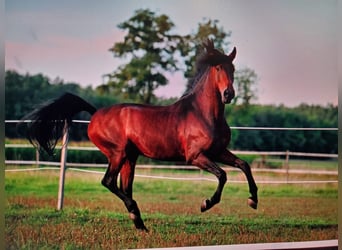 PRE, Wałach, 10 lat, 169 cm, Gniada