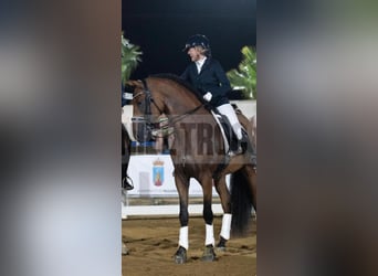 PRE, Wałach, 10 lat, 170 cm, Jasnogniada