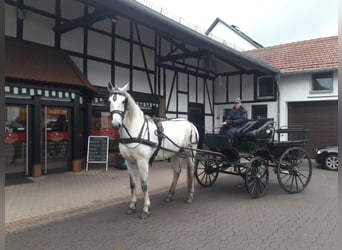 PRE, Wałach, 10 lat, 172 cm, Siwa