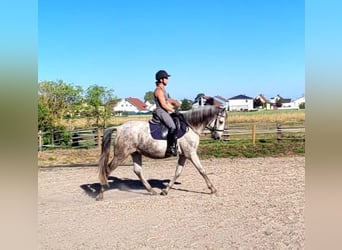 PRE Mix, Wałach, 11 lat, 154 cm, Siwa jabłkowita