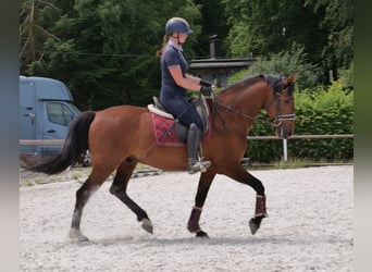 PRE Mix, Wałach, 11 lat, 157 cm, Gniada