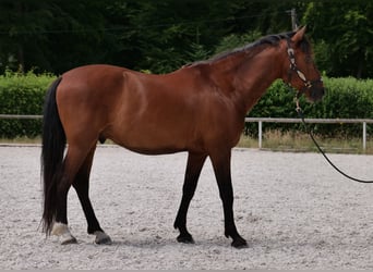 PRE Mix, Wałach, 11 lat, 157 cm, Gniada