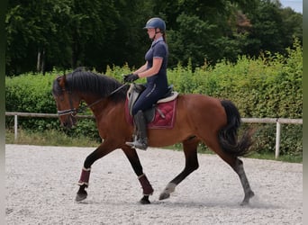 PRE Mix, Wałach, 11 lat, 157 cm, Gniada