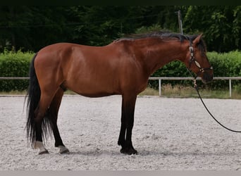 PRE Mix, Wałach, 11 lat, 157 cm, Gniada