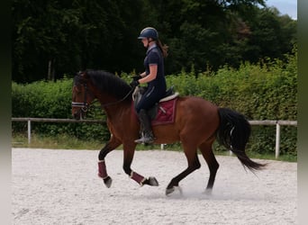 PRE Mix, Wałach, 11 lat, 157 cm, Gniada