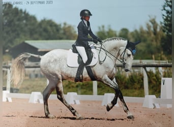 PRE, Wałach, 11 lat, 163 cm, Siwa