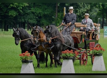 PRE Mix, Wałach, 11 lat, 165 cm, Gniada