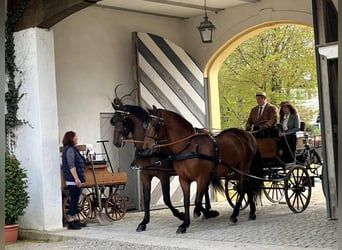 PRE Mix, Wałach, 11 lat, 165 cm, Gniada