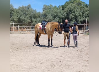 PRE Mix, Wałach, 11 lat, 165 cm, Jelenia