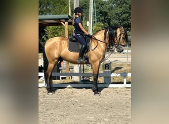 PRE Mix, Wałach, 11 lat, 165 cm, Jelenia