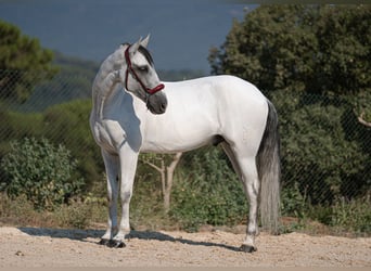 PRE Mix, Wałach, 11 lat, 166 cm, Siwa