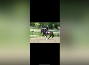 PRE Mix, Wałach, 11 lat, 168 cm, Gniada