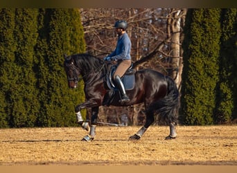 PRE Mix, Wałach, 11 lat, 170 cm, Ciemnogniada
