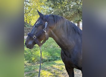 PRE Mix, Wałach, 11 lat, 170 cm, Ciemnogniada