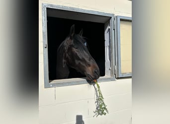 PRE Mix, Wałach, 11 lat, 170 cm, Ciemnogniada
