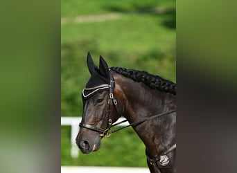 PRE Mix, Wałach, 12 lat, 155 cm, Gniada