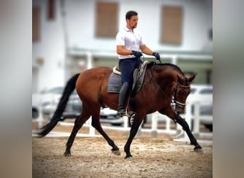 PRE Mix, Wałach, 12 lat, 160 cm, Gniada