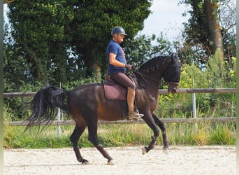 PRE Mix, Wałach, 13 lat, 166 cm, Ciemnogniada