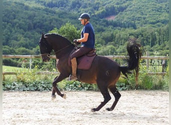 PRE Mix, Wałach, 13 lat, 166 cm, Ciemnogniada