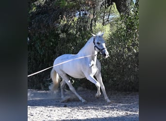PRE Mix, Wałach, 14 lat, 156 cm, Siwa