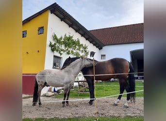 PRE, Wałach, 14 lat, 164 cm, Ciemnogniada