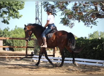 PRE Mix, Wałach, 14 lat, 167 cm, Gniada