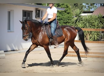 PRE Mix, Wałach, 14 lat, 167 cm, Gniada