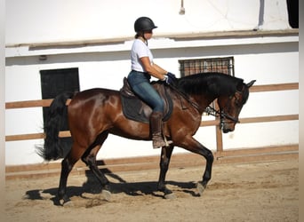 PRE Mix, Wałach, 14 lat, 167 cm, Gniada